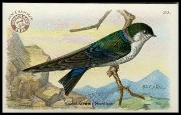 22 Violet-green Swallow